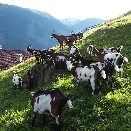 Grenerhof مزرعة للإقامة هوبفغارتن ان ديفر