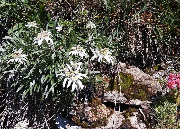 Grenerhof * Hopfgarten in Defereggen