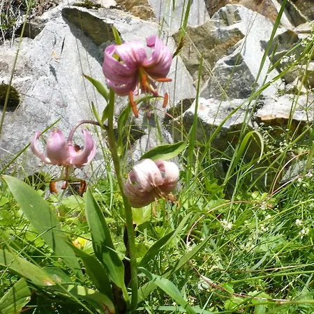 Grenerhof Hopfgarten in Defereggen