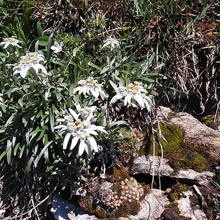 Grenerhof * Hopfgarten in Defereggen