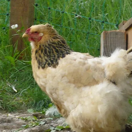 Grenerhof Κατάλυμα σε φάρμα Hopfgarten in Defereggen